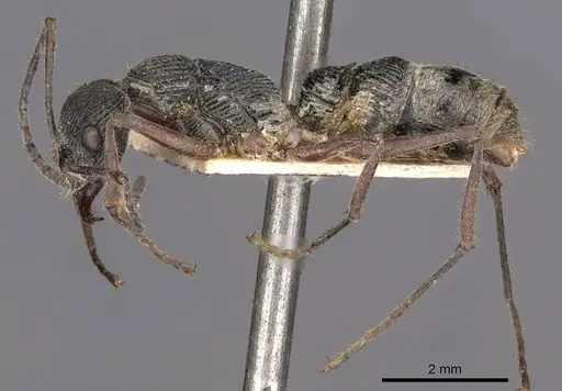 Diacamma rugosum specimen CASENT0907226 image casent0907226_3