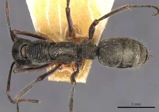 Diacamma rugosum specimen CASENT0907228 image casent0907228_1