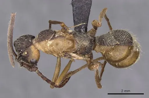 Diacamma rugosum specimen CASENT0907230 image casent0907230_1