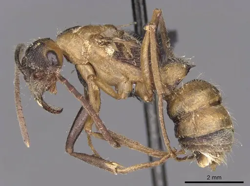 Diacamma rugosum specimen CASENT0907230 image casent0907230_3