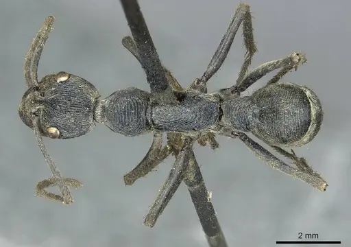Diacamma rugosum specimen CASENT0913723 image casent0913723_1