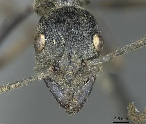 Diacamma rugosum specimen CASENT0913723 image casent0913723_2