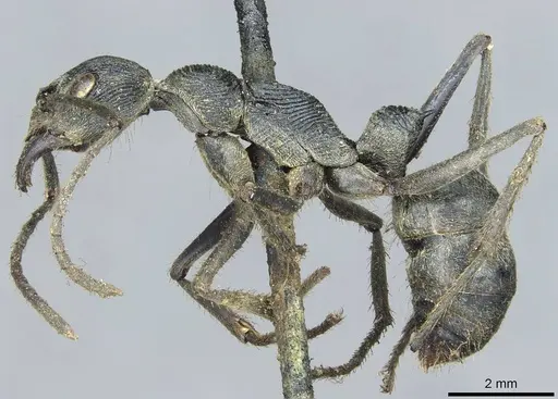 Diacamma rugosum specimen CASENT0913723 image casent0913723_3