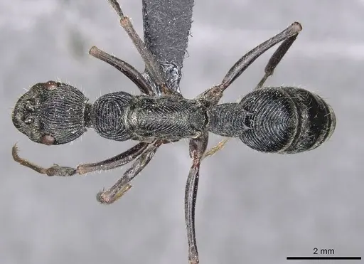 Diacamma rugosum specimen CASENT0915177 image casent0915177_1