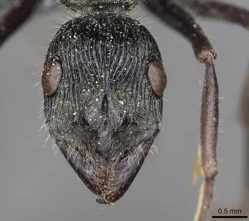 Diacamma rugosum specimen CASENT0915177 image casent0915177_2