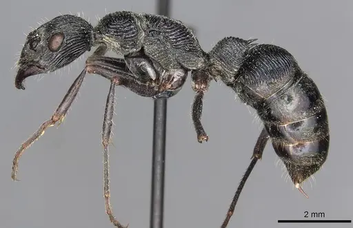 Diacamma rugosum specimen CASENT0915177 image casent0915177_3