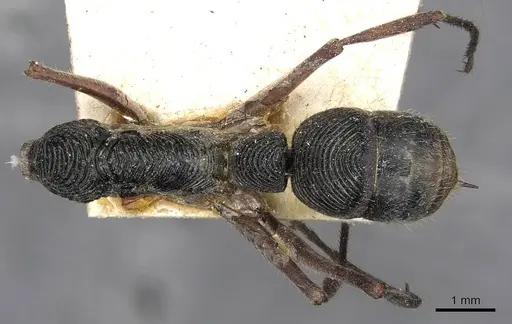Diacamma rugosum specimen CASENT0915178 image casent0915178_1