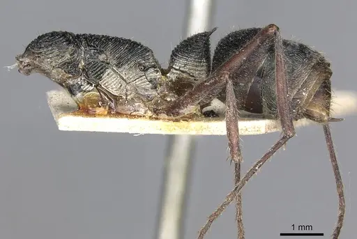 Diacamma rugosum specimen CASENT0915178 image casent0915178_2