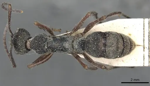 Diacamma rugosum specimen CASENT0915179 image casent0915179_1