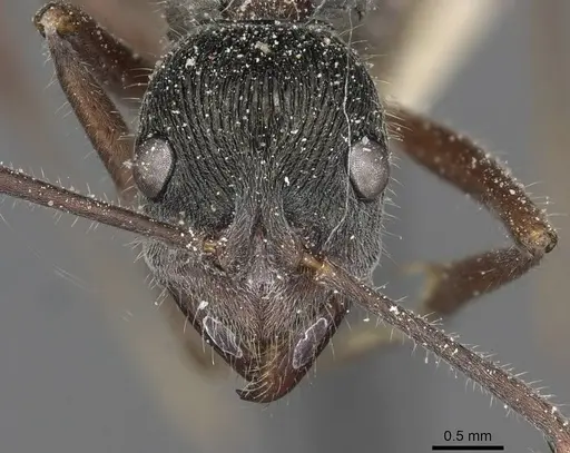 Diacamma rugosum specimen CASENT0915179 image casent0915179_2