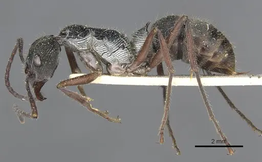 Diacamma rugosum specimen CASENT0915179 image casent0915179_3