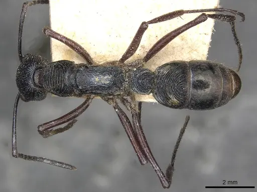 Diacamma rugosum specimen CASENT0915180 image casent0915180_1