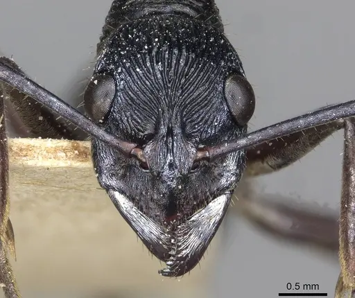 Diacamma rugosum specimen CASENT0915180 image casent0915180_2