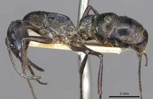 Diacamma rugosum specimen CASENT0915180 image casent0915180_3
