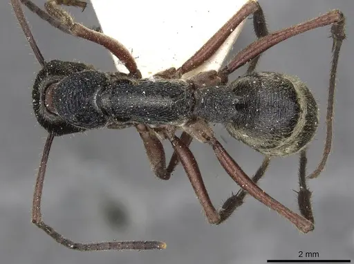 Diacamma rugosum specimen CASENT0915181 image casent0915181_1