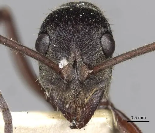 Diacamma rugosum specimen CASENT0915181 image casent0915181_2