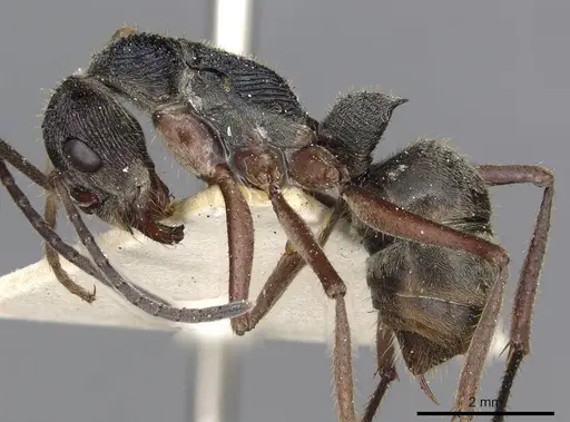 Diacamma rugosum specimen CASENT0915181 image casent0915181_3