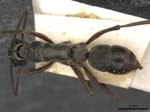 Diacamma rugosum specimen CASENT0915182 image casent0915182_1