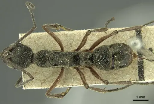Diacamma rugosum specimen CASENT0915653 image casent0915653_1