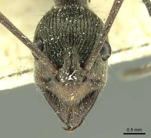 Diacamma rugosum specimen CASENT0915653 image casent0915653_2