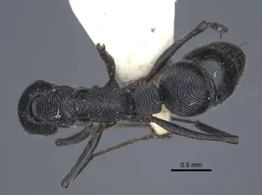 Diacamma rugosum specimen CASENT0916811 image casent0916811_1