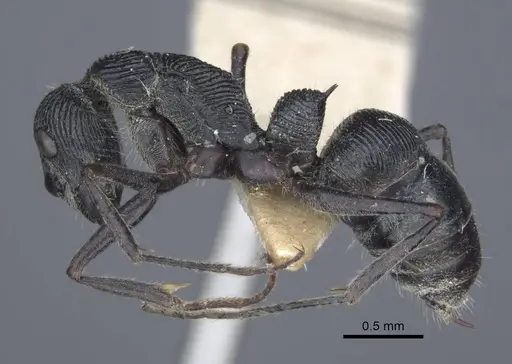 Diacamma rugosum specimen CASENT0916811 image casent0916811_3