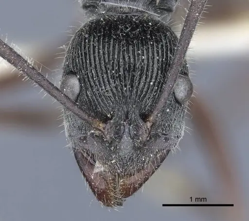 Diacamma rugosum specimen CASENT0916812 image casent0916812_2