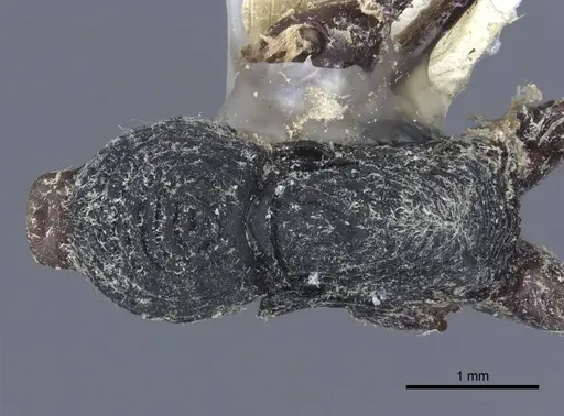 Diacamma rugosum specimen CASENT0916813 image casent0916813_1