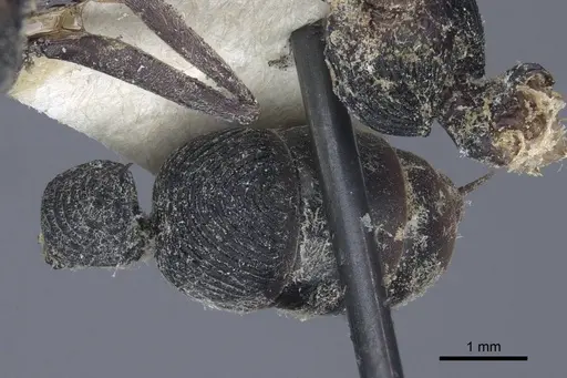 Diacamma rugosum specimen CASENT0916813 image casent0916813_2