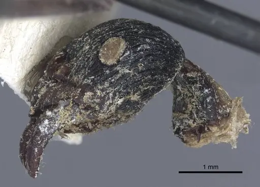 Diacamma rugosum specimen CASENT0916813 image casent0916813_3