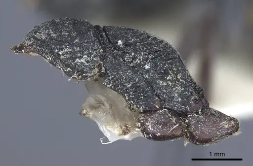 Diacamma rugosum specimen CASENT0916813 image casent0916813_5