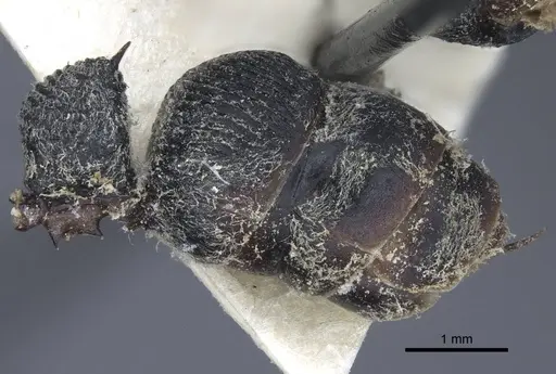 Diacamma rugosum specimen CASENT0916813 image casent0916813_6