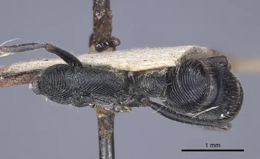 Diacamma rugosum specimen CASENT0916815 image casent0916815_1