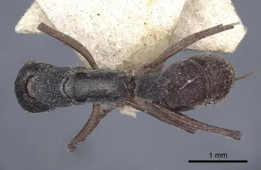 Diacamma rugosum specimen CASENT0916817 image casent0916817_1