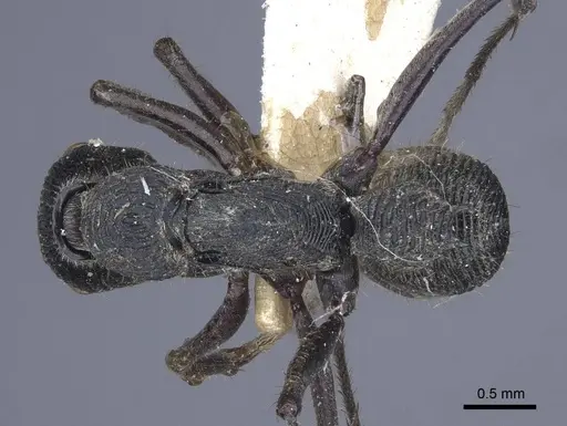 Diacamma rugosum specimen CASENT0916820 image casent0916820_1