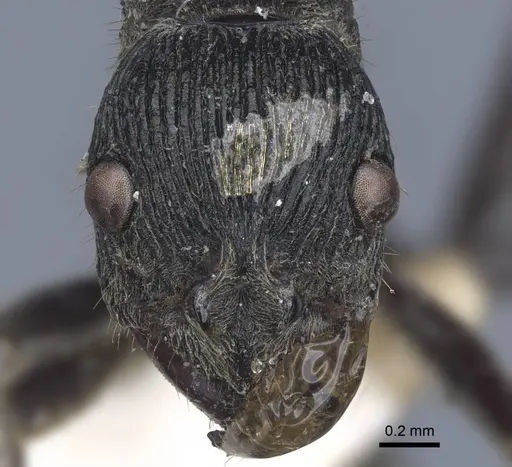 Diacamma rugosum specimen CASENT0916820 image casent0916820_2