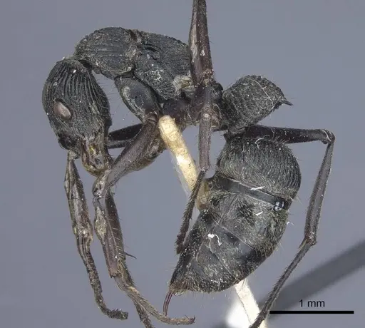Diacamma rugosum specimen CASENT0916820 image casent0916820_3