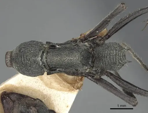 Diacamma rugosum specimen CASENT0916821 image casent0916821_1
