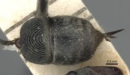 Diacamma rugosum specimen CASENT0916821 image casent0916821_2