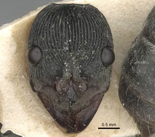 Diacamma rugosum specimen CASENT0916821 image casent0916821_3