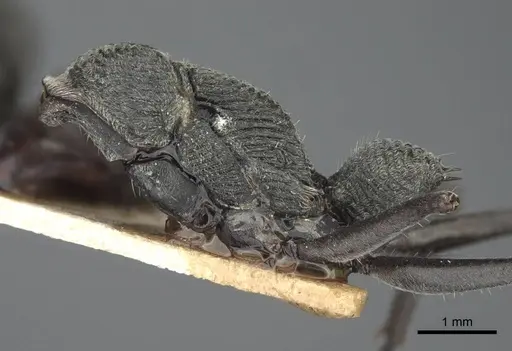 Diacamma rugosum specimen CASENT0916821 image casent0916821_4