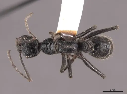 Diacamma rugosum specimen FMNHINS0000050354 image fmnhins0000050354_1
