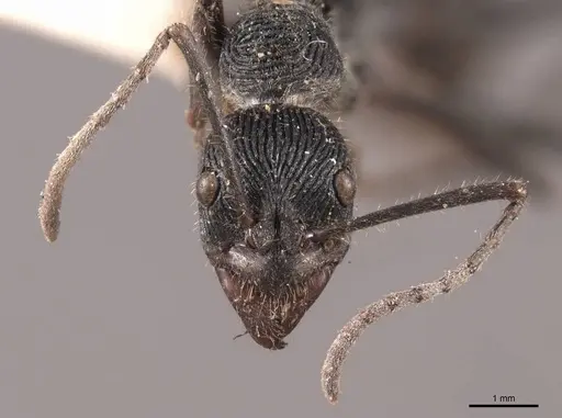 Diacamma rugosum specimen FMNHINS0000050354 image fmnhins0000050354_2
