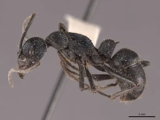Diacamma rugosum specimen FMNHINS0000050354 image fmnhins0000050354_3