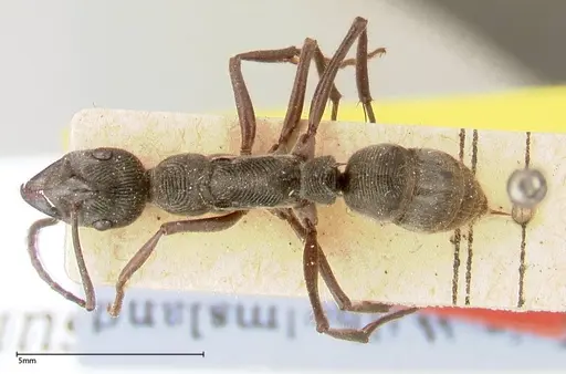 Diacamma rugosum specimen FOCOL0404 image focol0404_1