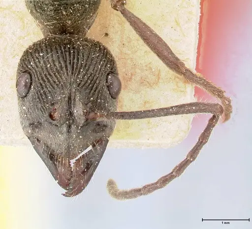 Diacamma rugosum specimen FOCOL0404 image focol0404_2