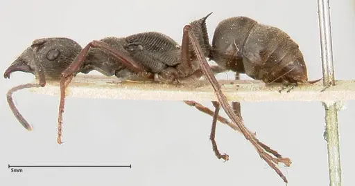 Diacamma rugosum specimen FOCOL0404 image focol0404_3