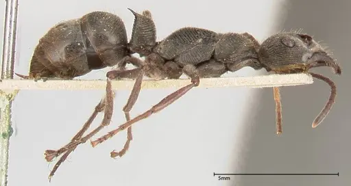 Diacamma rugosum specimen FOCOL0404 image focol0404_4