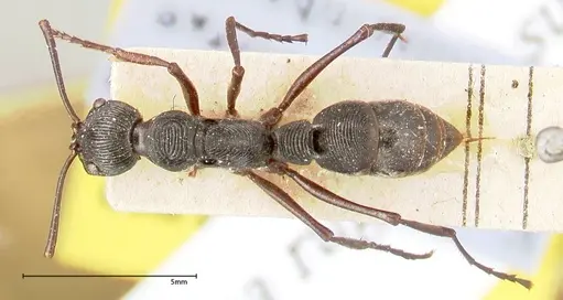 Diacamma rugosum specimen FOCOL0405 image focol0405_1