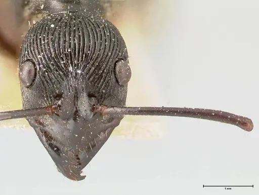 Diacamma rugosum specimen FOCOL0405 image focol0405_2